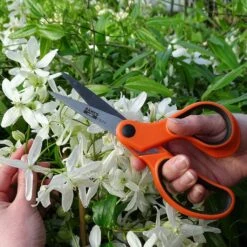 Ciseaux à Fleurs Bahco Lames 7,5 Cm -Plantes Jardin Shop Ciseaux a fleurs Bahco lames 7 5 cm copyright 91103 2