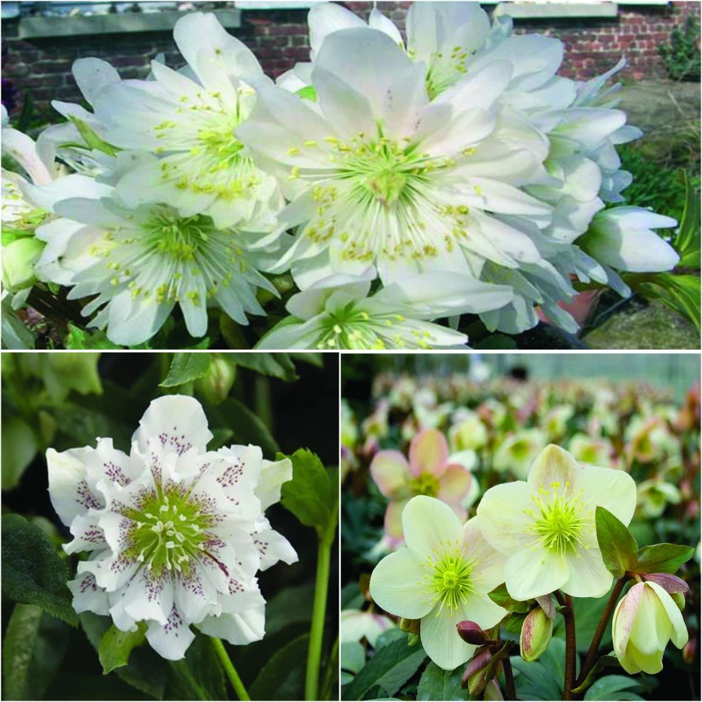 Collection 3 Hellébores Blancs 1 Collection 3 Hellébores Blancs