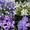 Collection 4 Campanules De Rocaille