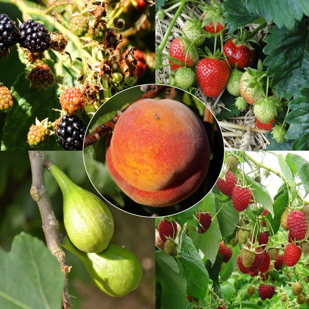 Collection Confitures Plus - 5 Fruitiers Et Petits Fruits 1 Collection Confitures Plus - 5 Fruitiers Et Petits Fruits