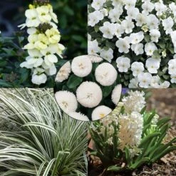 Collection Printemps Blanc Ivoire -Plantes Jardin Shop Collection Printemps blanc ivoire 82585 1