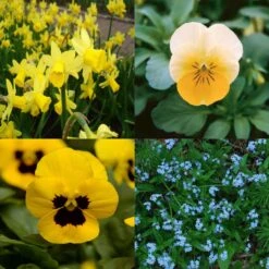 Collection Printemps Bleu Et Jaune -Plantes Jardin Shop Collection Printemps bleu et jaune 82588 1