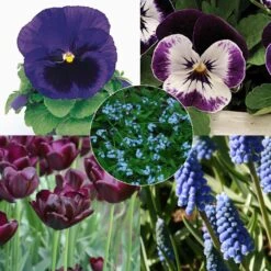 Collection Printemps Bleu Nuit 5 Collection Printemps Bleu Nuit -Plantes Jardin Shop Collection Printemps bleu nuit 82586 1