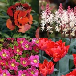 Collection Printemps Rouge Passion -Plantes Jardin Shop Collection Printemps rouge passion 82587 1
