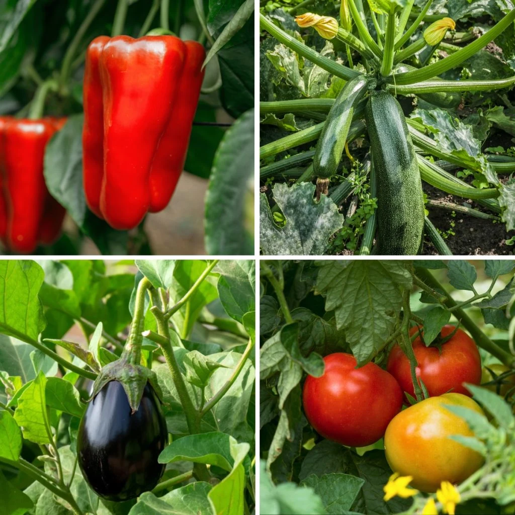 Collection Ratatouille De 5 Plants Potagers GREFFES 1 Collection Ratatouille De 5 Plants Potagers GREFFES
