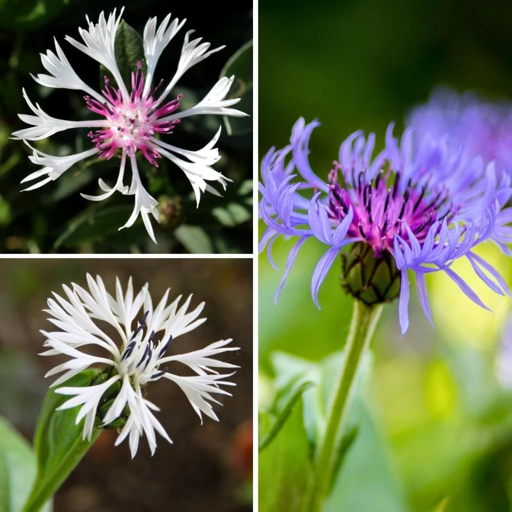 Collection Bleuets Des Montagnes 1 Collection Bleuets Des Montagnes