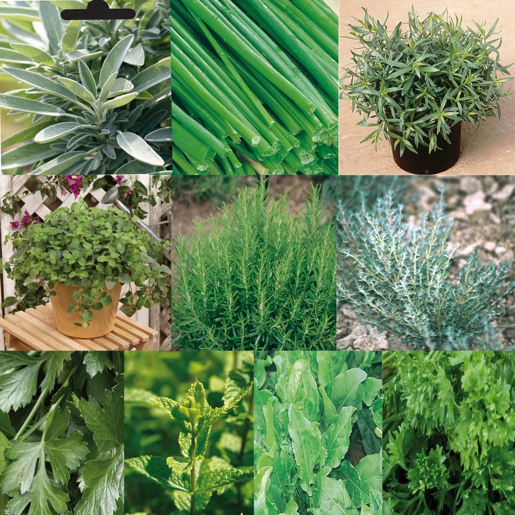 Collection De 10 Aromatiques En Plants 1 Collection De 10 Aromatiques En Plants