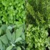 Collection De 4 Aromatiques Pour Grillades En Plants