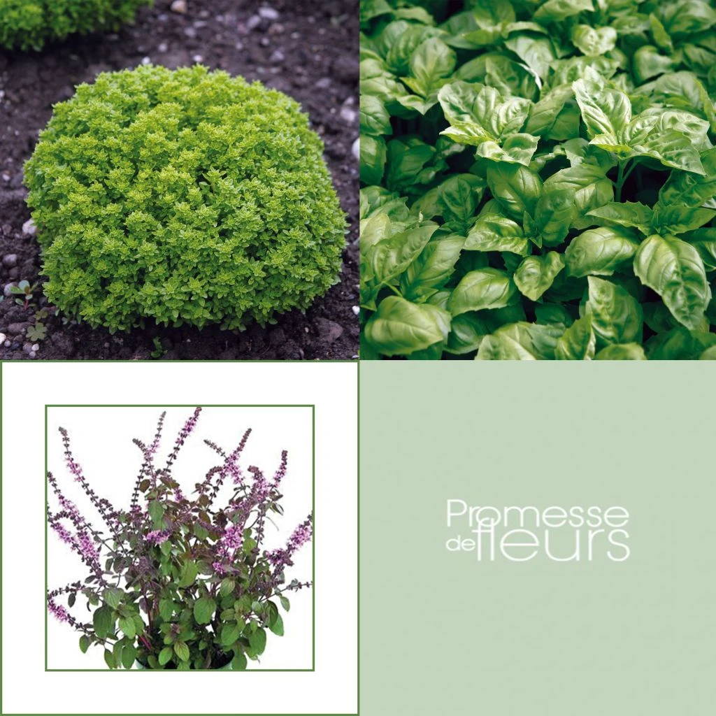 Collection De 5 Basilics En Plants 1 Collection De 5 Basilics En Plants