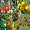 Collection De 5 Tomates-cerise Colorées En Plants