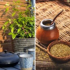 Duo Théier - Yerba Maté