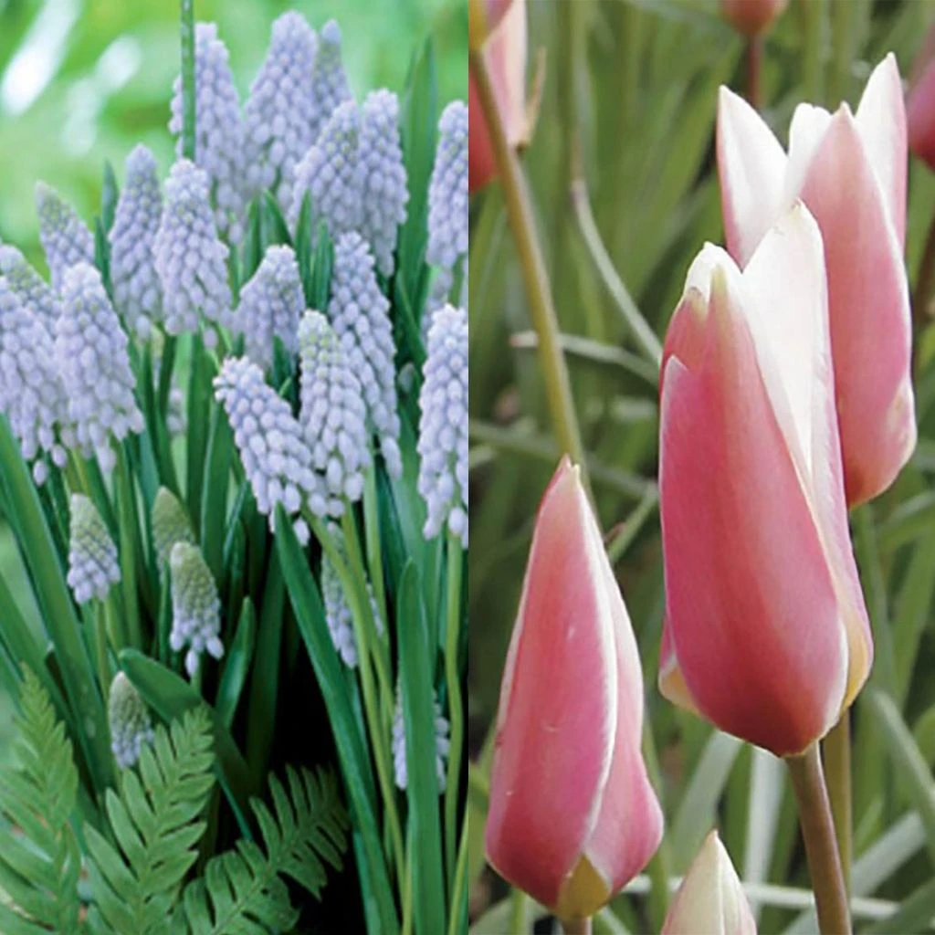 Collection Naturaliste 1 Collection Naturaliste