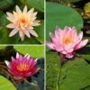 Collection Nénuphars