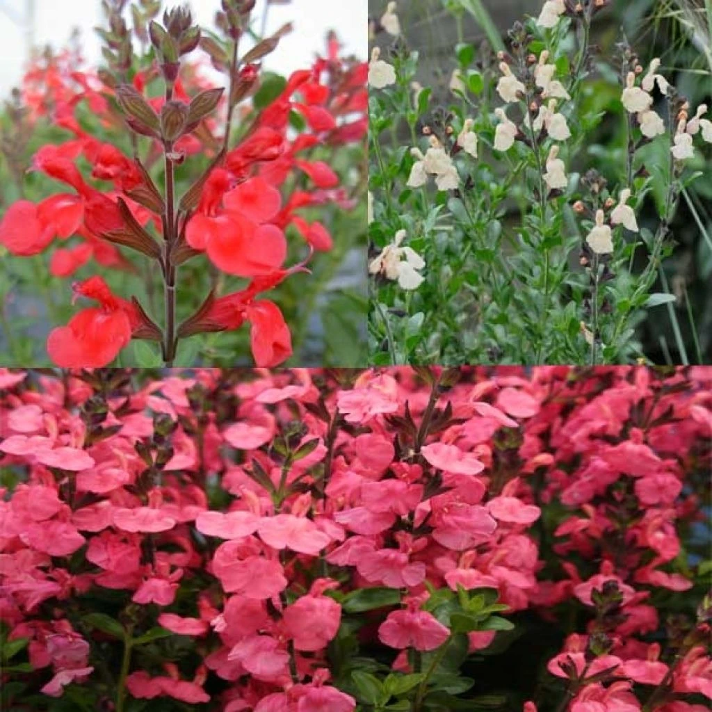 Collection De 3 Sauges 1 Collection De 3 Sauges