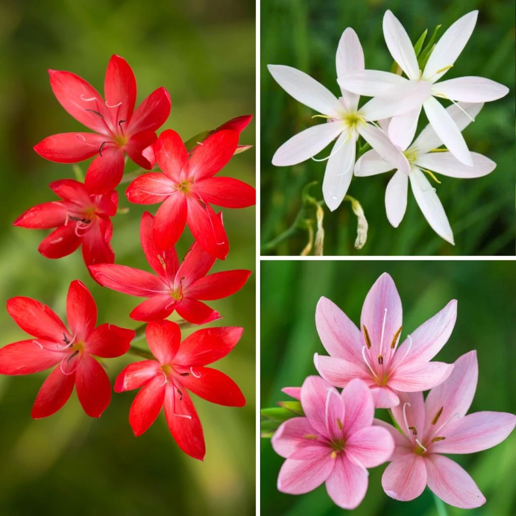 Collection Schizostylis 1 Collection Schizostylis