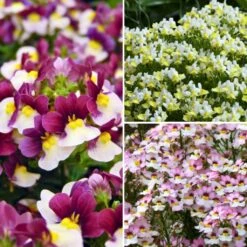 Collection Nemesia