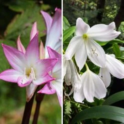 Duo Amaryllis Belladonna