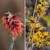 Duo Hamamelis -Noisetier Des Sorcières Jaune Et Rouge