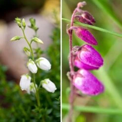 Duo Daboecias - Bruyères D'Irlande