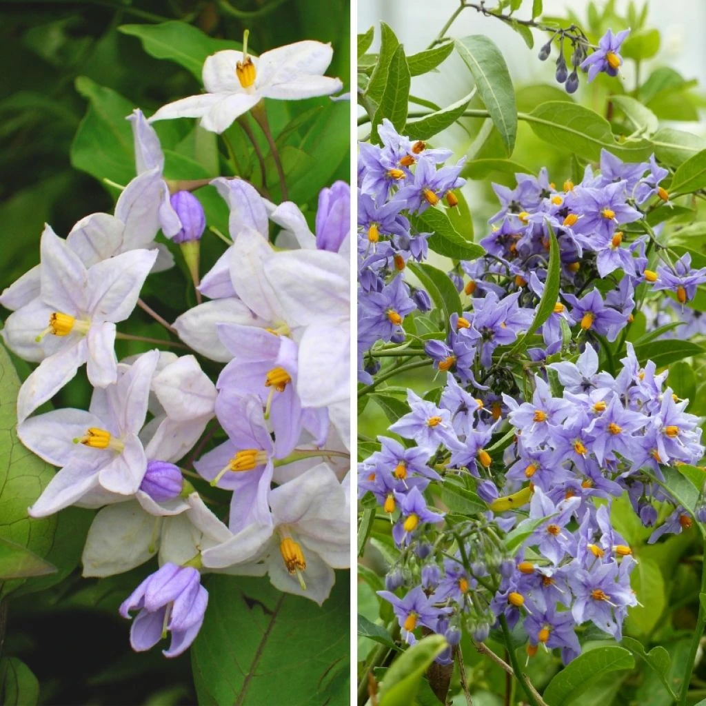 Duo Solanum Jasminoides - Faux-jasmin 1 Duo Solanum Jasminoides - Faux-jasmin