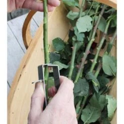 Enlève-épines Pour Rosiers Burgon & Ball -Plantes Jardin Shop Enleve epines pour rosiers Burgon et Ball 99341 2