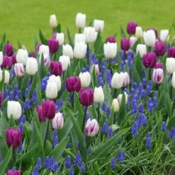 Inspiration Bulbes De Printemps Crépuscule