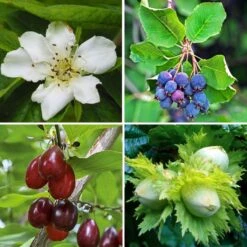 Kit Haie Gourmande Haute - Longueur 8/12m