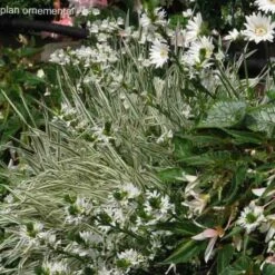 Collection Massif Blanc