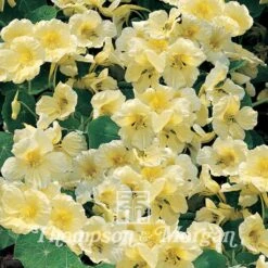 Graines De Capucine Naine Milkmaid - Tropaeolum Majus 5 Graines De Capucine Naine Milkmaid - Tropaeolum Majus -Plantes Jardin Shop Nasturtium Milkmaid 741 1