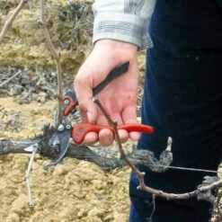 Sécateur Professionnel Ergonomique Taille S Tête N°2 Bahco PX-S2 11 Sécateur Professionnel Ergonomique Taille S Tête N°2 Bahco PX-S2 -Plantes Jardin Shop Secateur professionnel ergonomique PX S2 988371 2