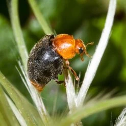 Adultes De Coccinelle Cryptolaemus Montrouzieri Contre Les Cochenilles Boîte De 25