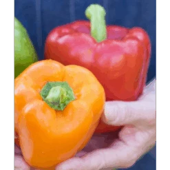 Collection Duo De 2 Poivrons Rouge Et Jaune En Plants GREFFES -Plantes Jardin Shop capture d cran 2022 03 02 133412