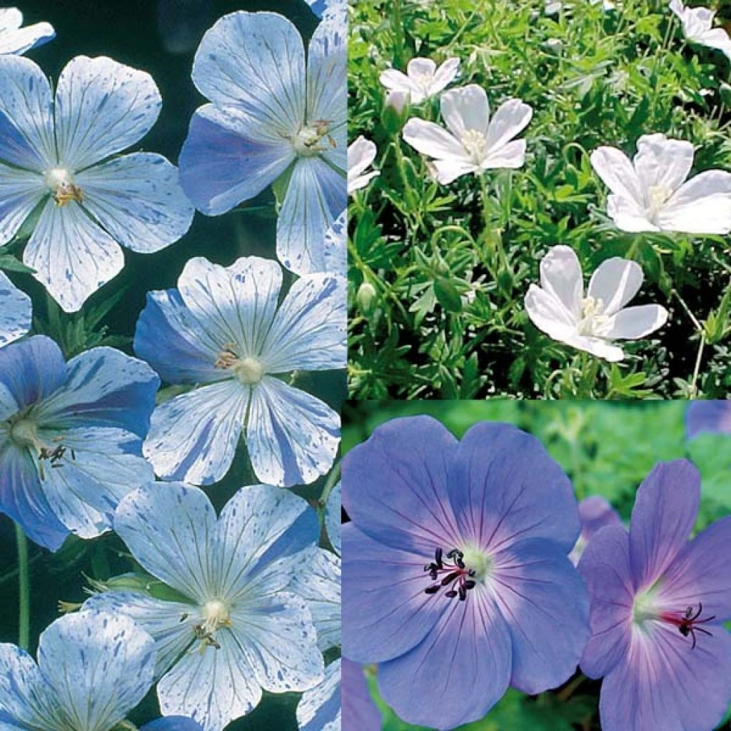 Collection Geraniums Vivaces Blanc Bleu 1 Collection Geraniums Vivaces Blanc Bleu