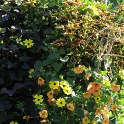 Collection Coucher De Soleil