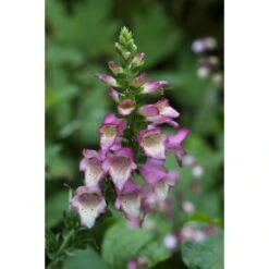 Collection De 3 Digiplexis Illumination - Digitalis Hybrides -Plantes Jardin Shop collection de 3 digiplexis illumination digitalis hybrides PC guilliou 1 1