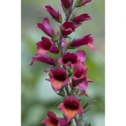 Collection De 3 Digiplexis Illumination - Digitalis Hybrides -Plantes Jardin Shop collection de 3 digiplexis illumination digitalis hybrides PC guilliou 3 1