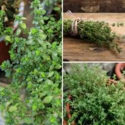 Collection De 3 Thyms En Plants