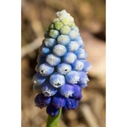 Collection Muscari Magic -Plantes Jardin Shop collection muscari magic PC georget 1 1