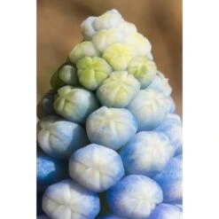 Collection Muscari Magic -Plantes Jardin Shop collection muscari magic PC georget 2 1