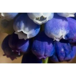 Collection Muscari Magic -Plantes Jardin Shop collection muscari magic PC georget 3 1