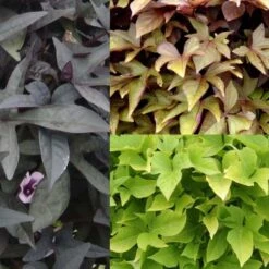 Collection De 3 Ipomées Sweet Caroline