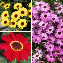 Collection Anthémis Pour Massifs Et Balcons