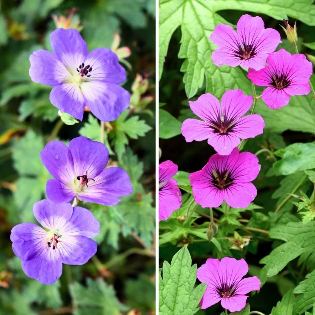 Collection Géraniums Vivaces Longue Floraison 1 Collection Géraniums Vivaces Longue Floraison