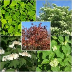 Haie Régionale Pour L'Ile-de-France Normandie Et Hauts-de-France En Kit De 5m