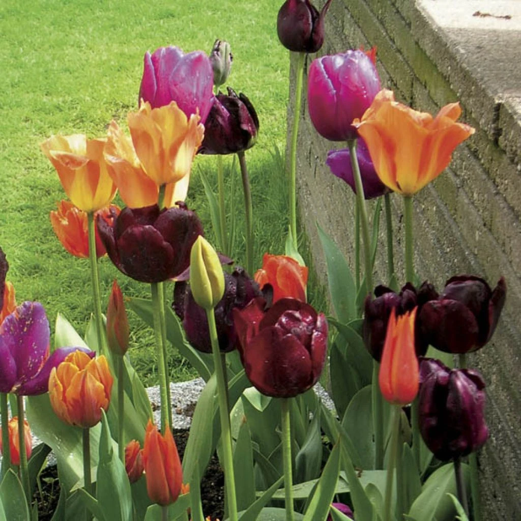 Harmonie Carnaval De Venise 1 Harmonie Carnaval De Venise