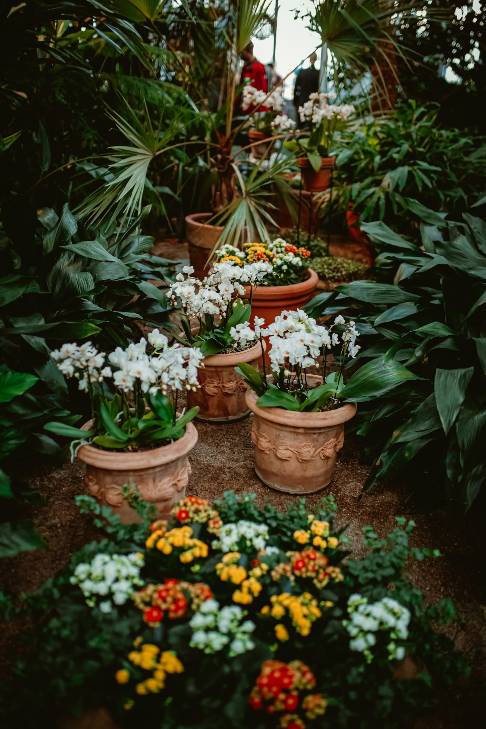 Plantes Jardin Shop -Plantes Jardin Shop hoang mai nguyen QNTXk3lCnlA unsplash min scaled