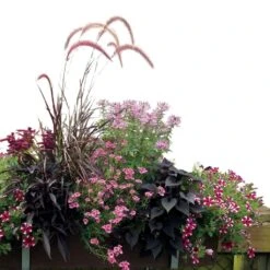 Collection Jardinière Rose - 7 Variétés D'annuelles