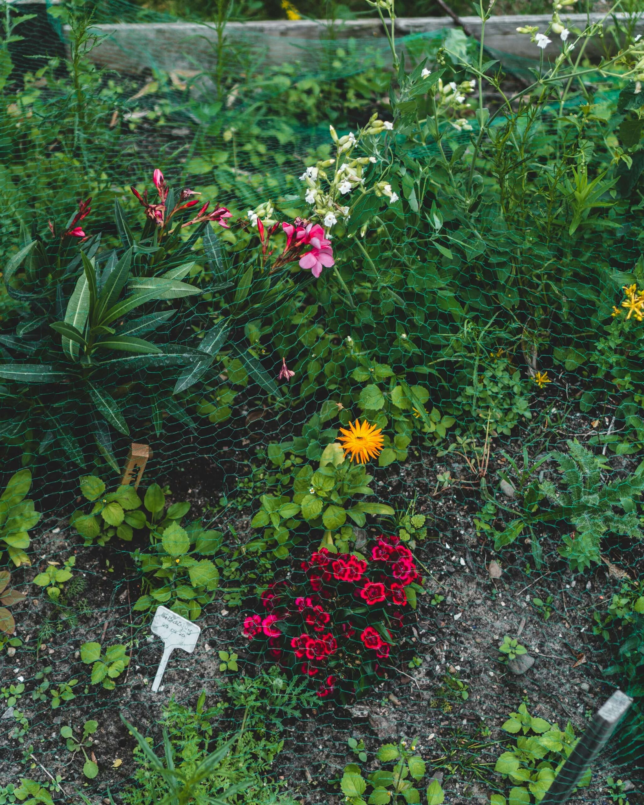 Plantes Jardin Shop -Plantes Jardin Shop jonathan kemper XlrYhk 2dxk unsplash min scaled