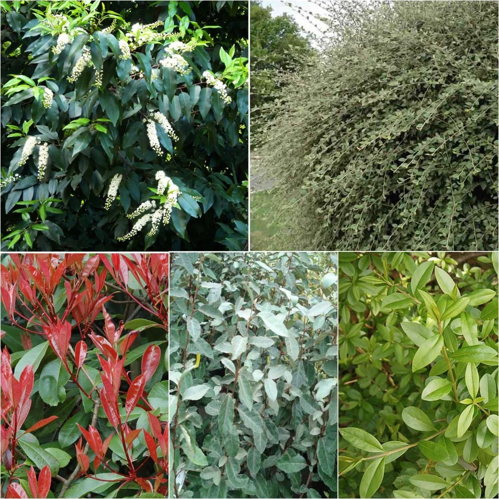 Kit 10 M De Haie Persistante 1 Kit 10 M De Haie Persistante