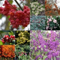 Kit Haie à Fruits Décoratifs éco